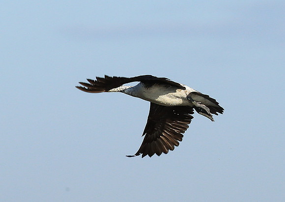 Knob-billed ducks - Kafue NP