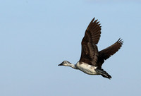 Knob-billed ducks - Kafue NP