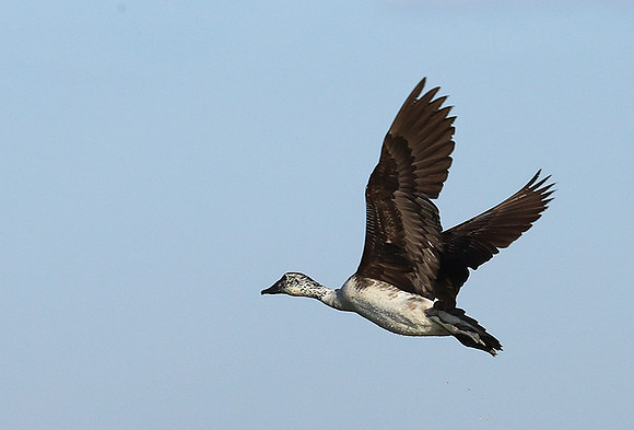 Knob-billed ducks - Kafue NP