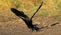 Kafue National Park