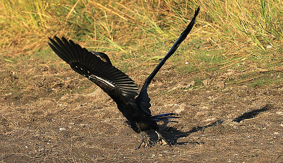 Kafue National Park