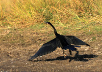 Kafue National Park