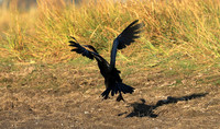 Kafue National Park