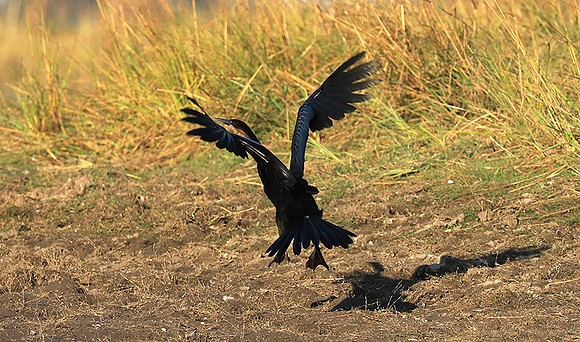 Kafue National Park