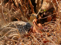 Coqui francolin - Hwange NP