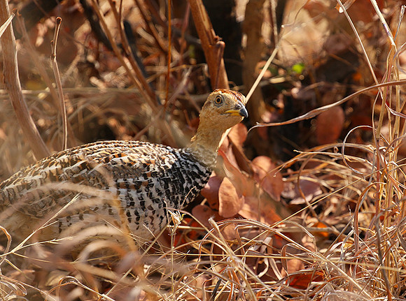 Coqui francolin - Hwange NP