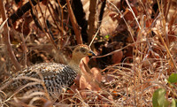 Coqui francolin - Hwange NP