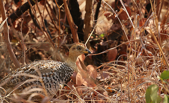 Coqui francolin - Hwange NP
