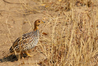 Coqui francolin - Hwange NP