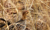 Coqui francolin - Hwange NP