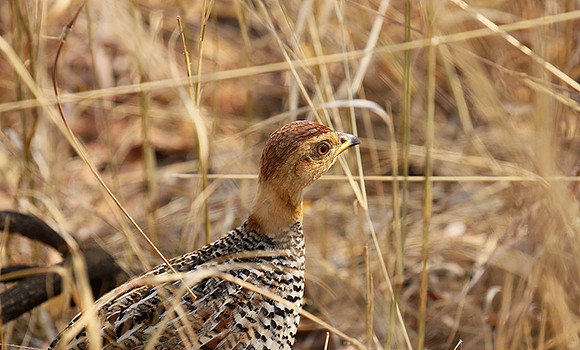 Coqui francolin - Hwange NP