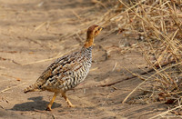 Coqui francolin - Hwange NP