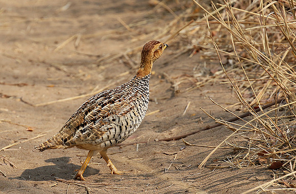 Coqui francolin - Hwange NP