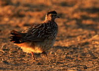 Crested francolin - Malilangwe wildlife reserve