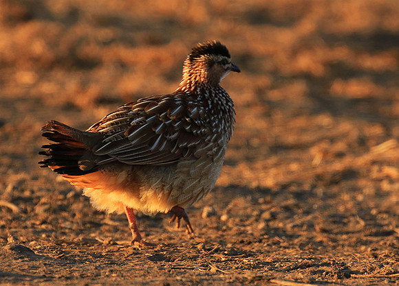 Crested francolin - Malilangwe wildlife reserve