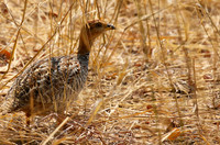 Coqui francolin - Hwange NP