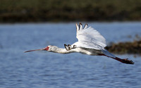 kafue NP