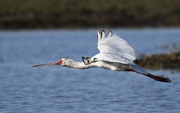 kafue NP