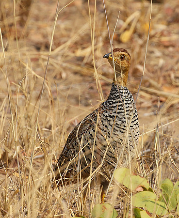 Coqui francolin - Hwange NP
