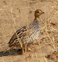 Coqui francolin - Hwange NP