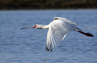kafue NP