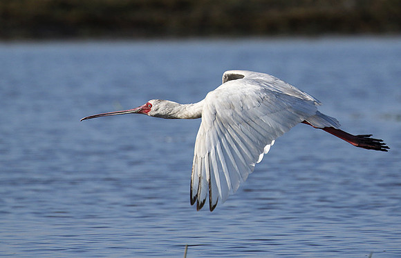 kafue NP