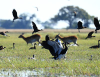 Red-billed teal - Kafue NP