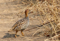 Coqui francolin - Hwange NP