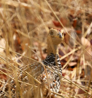 Coqui francolin - Hwange NP