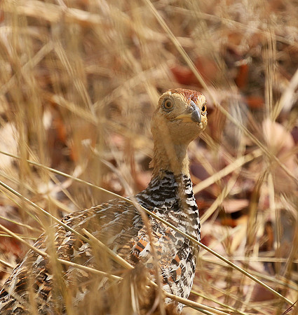 Coqui francolin - Hwange NP