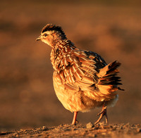 Crested francolin - Malilangwe wildlife reserve
