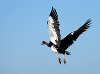 Red-billed teal - Kafue NP
