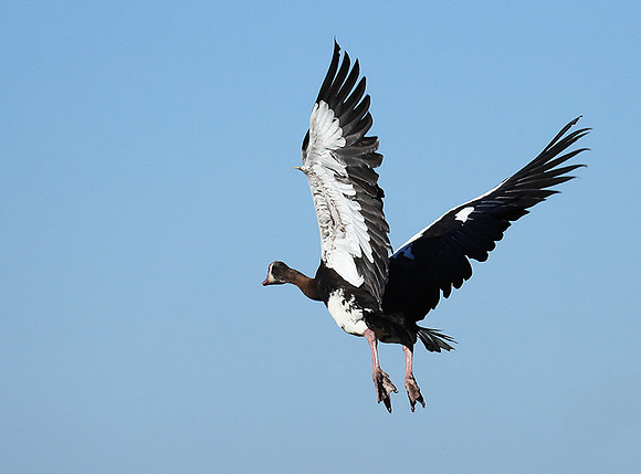Red-billed teal - Kafue NP