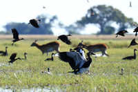 Red-billed teal - Kafue NP