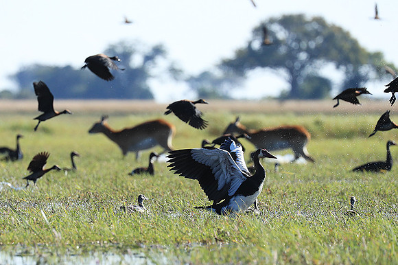 Red-billed teal - Kafue NP