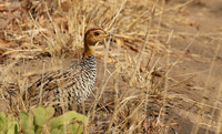 Coqui francolin - Hwange NP