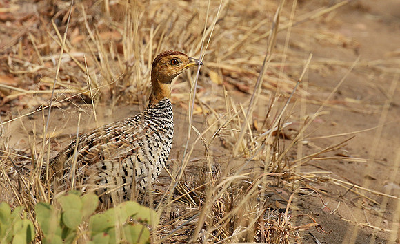 Coqui francolin - Hwange NP