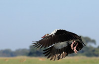 Red-billed teal - Kafue NP