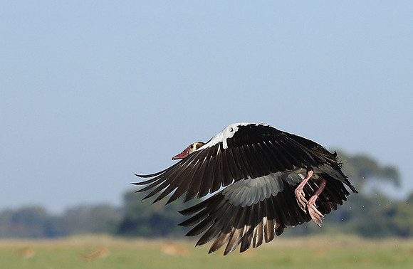 Red-billed teal - Kafue NP