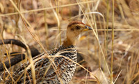 Coqui francolin - Hwange NP