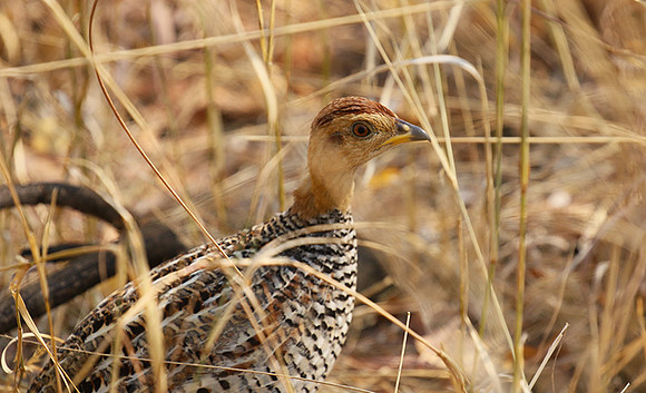 Coqui francolin - Hwange NP