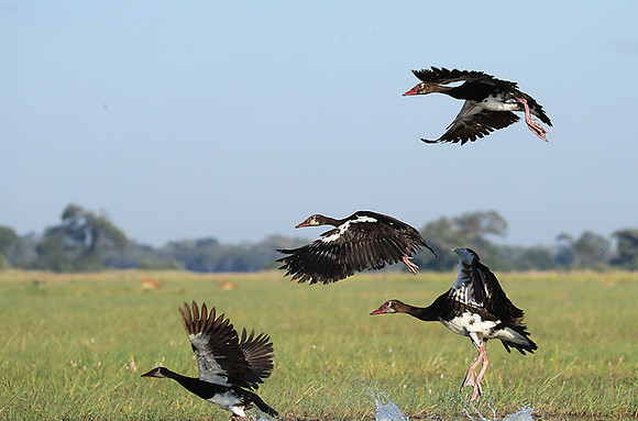 Red-billed teal - Kafue NP