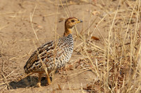 Coqui francolin - Hwange NP