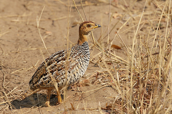 Coqui francolin - Hwange NP