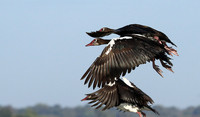 Red-billed teal - Kafue NP