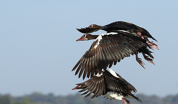 Red-billed teal - Kafue NP