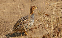 Coqui francolin - Hwange NP
