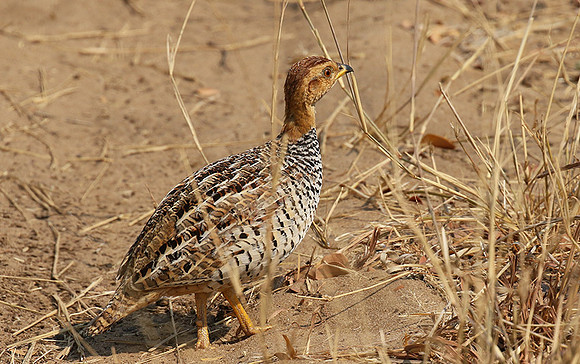 Coqui francolin - Hwange NP