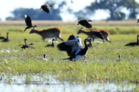 Red-billed teal - Kafue NP