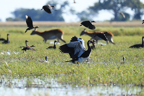 Red-billed teal - Kafue NP